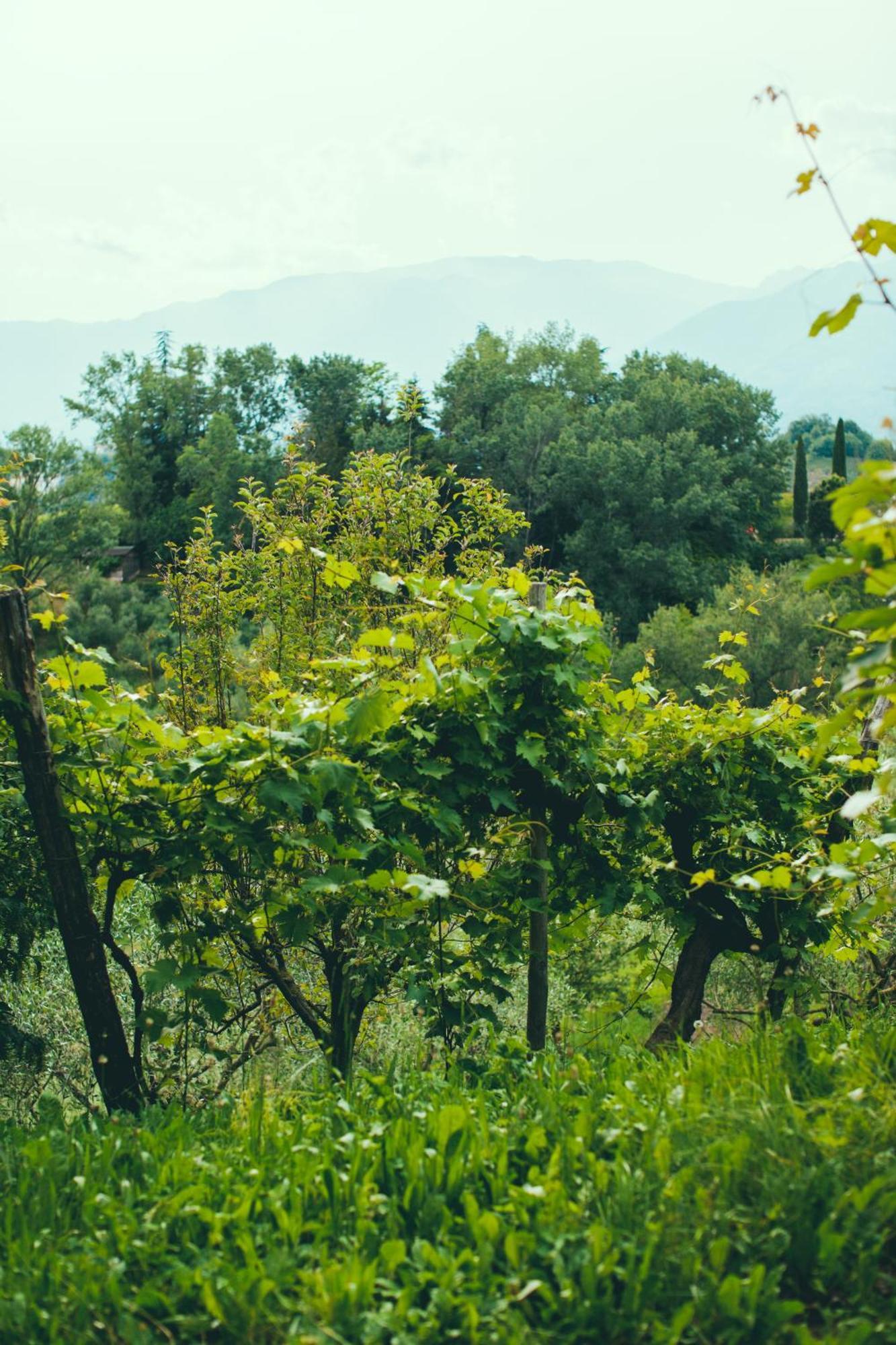 Asolo Norah'S Hill Agri Rooms Monfumo Zewnętrze zdjęcie