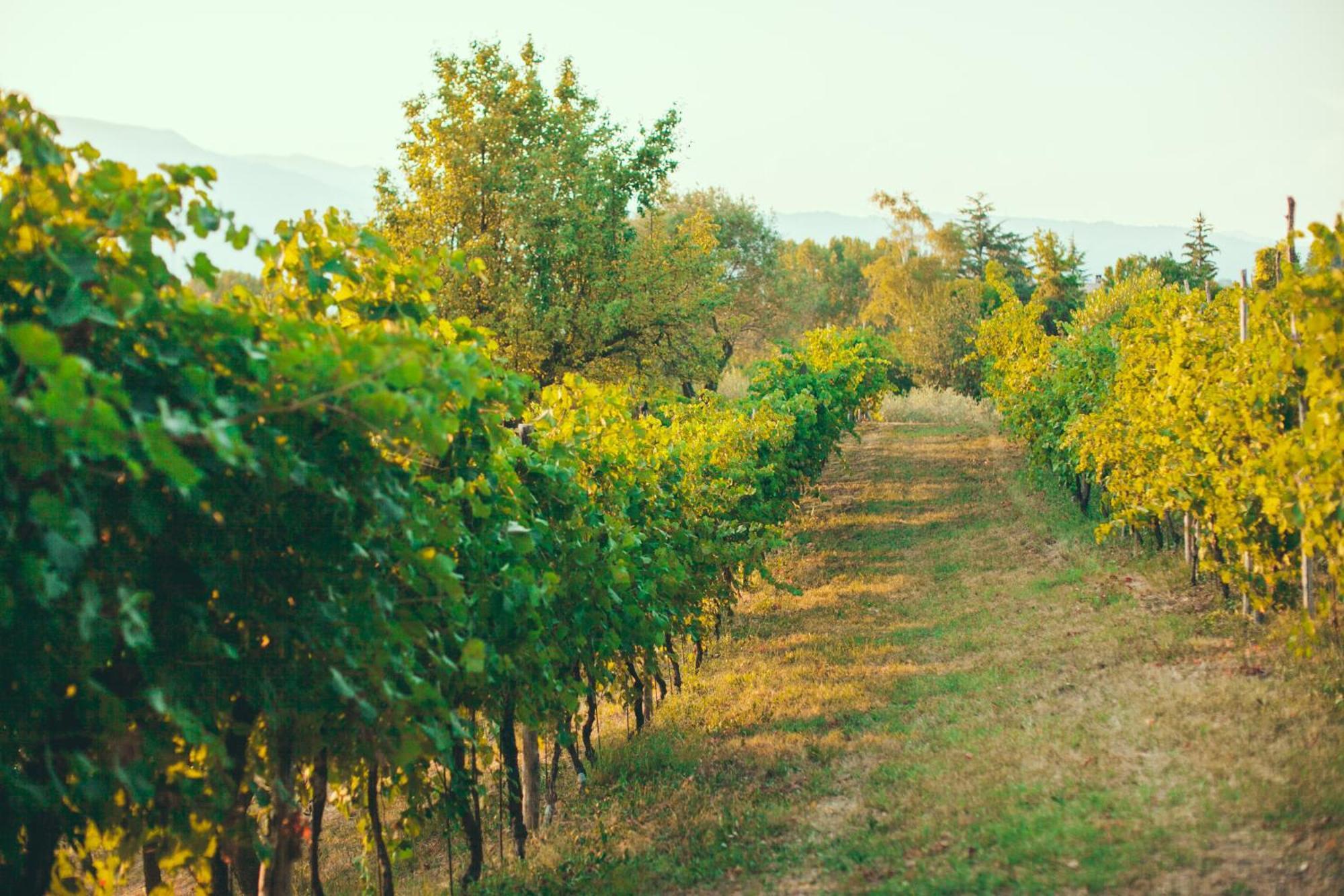 Asolo Norah'S Hill Agri Rooms Monfumo Zewnętrze zdjęcie